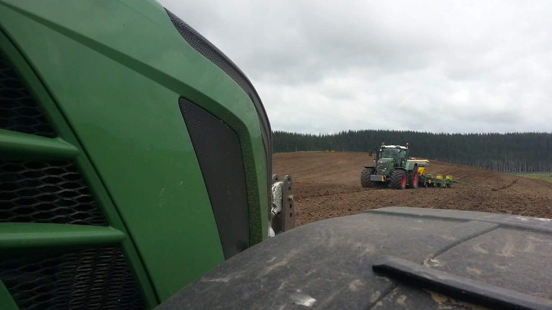 Maize planting
